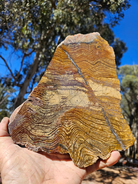 Polished fossil stromatolite slab. Strelley Pool Formation SPF138