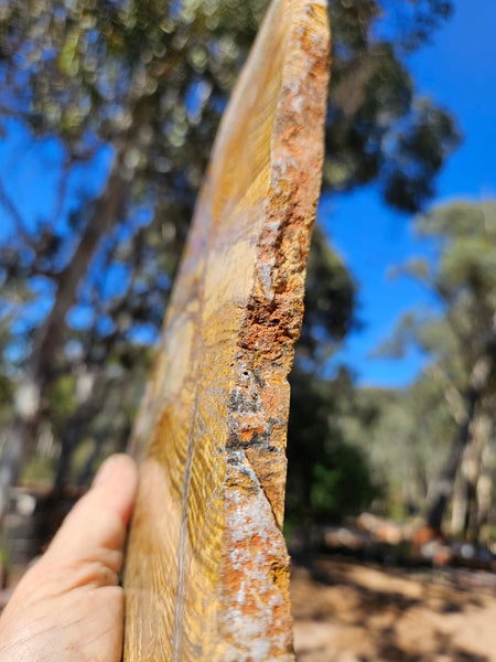 Polished fossil stromatolite slab. Strelley Pool Formation SPF138