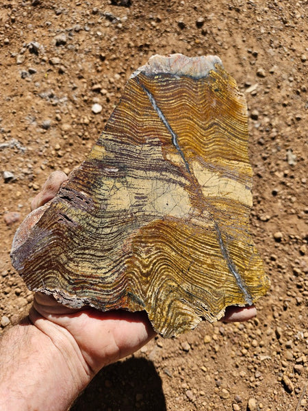 Polished fossil stromatolite slab. Strelley Pool Formation SPF138