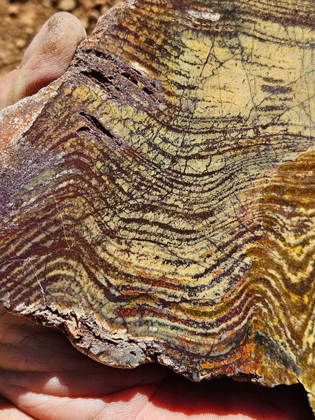 Polished fossil stromatolite slab. Strelley Pool Formation SPF138