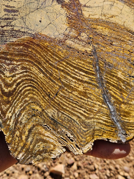 Polished fossil stromatolite slab. Strelley Pool Formation SPF138