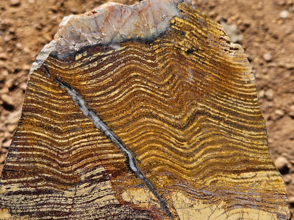 Polished fossil stromatolite slab. Strelley Pool Formation SPF138
