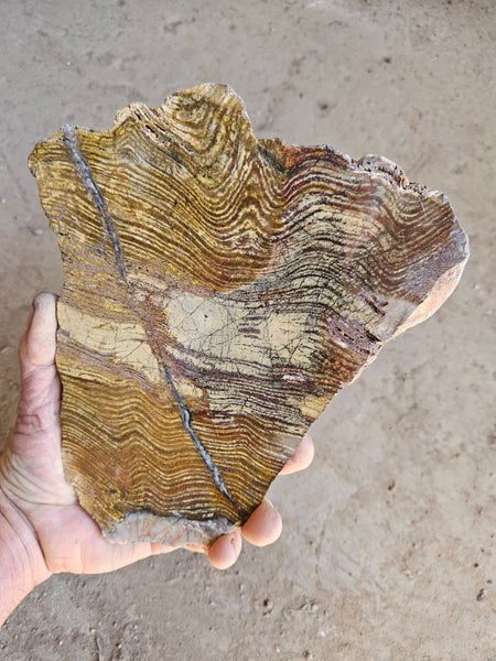 Polished fossil stromatolite slab. Strelley Pool Formation SPF138