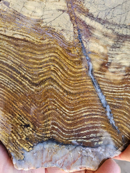 Polished fossil stromatolite slab. Strelley Pool Formation SPF138