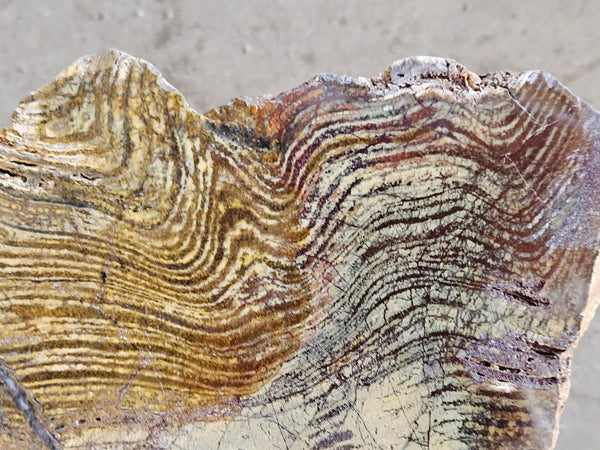 Polished fossil stromatolite slab. Strelley Pool Formation SPF138