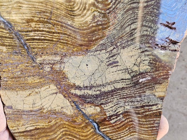 Polished fossil stromatolite slab. Strelley Pool Formation SPF138