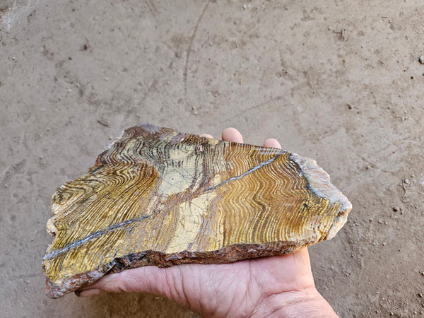 Polished fossil stromatolite slab. Strelley Pool Formation SPF138