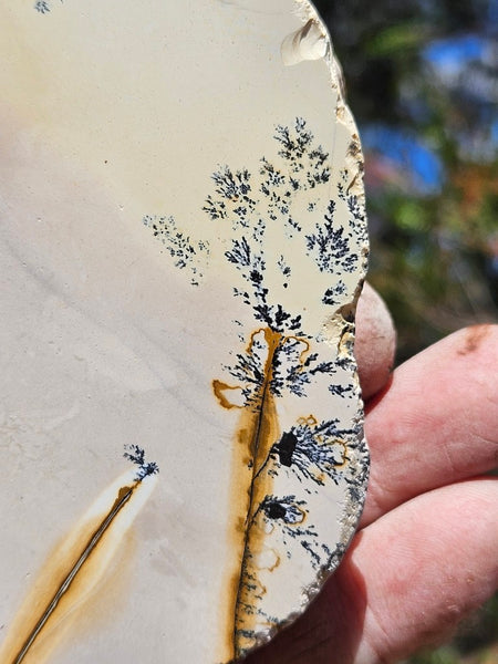 Polished Dendritic Mookaite MK572