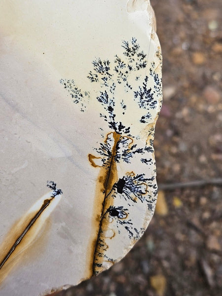 Polished Dendritic Mookaite MK572