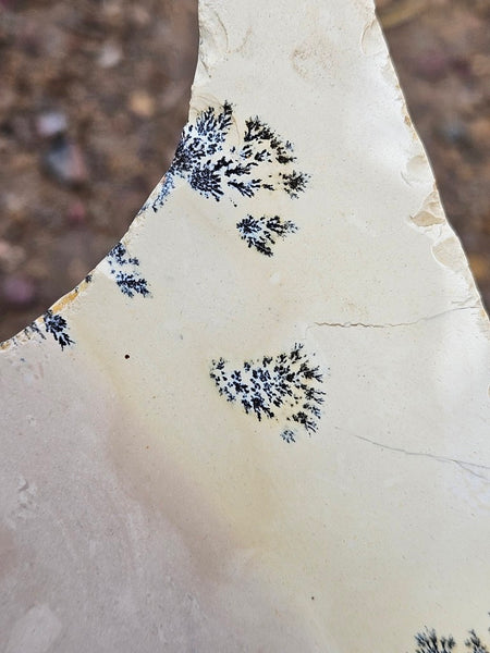 Polished Dendritic Mookaite MK572