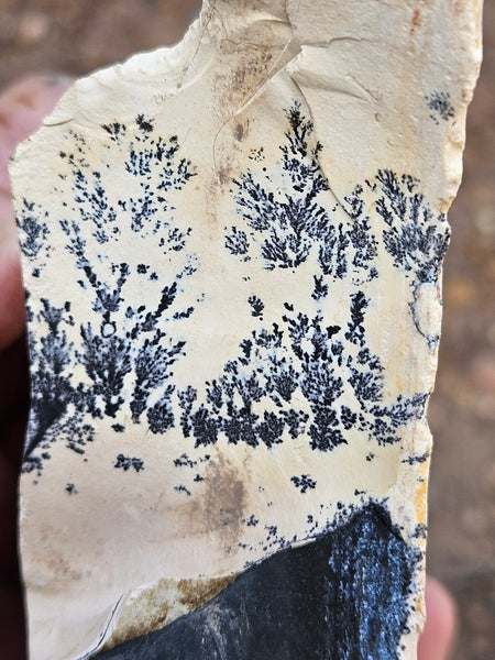 Polished Dendritic Mookaite MK572