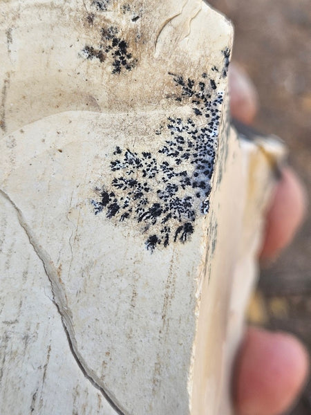 Polished Dendritic Mookaite MK572