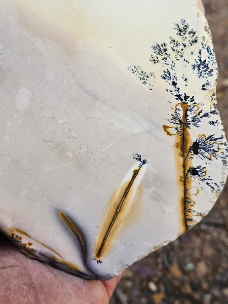 Polished Dendritic Mookaite MK572