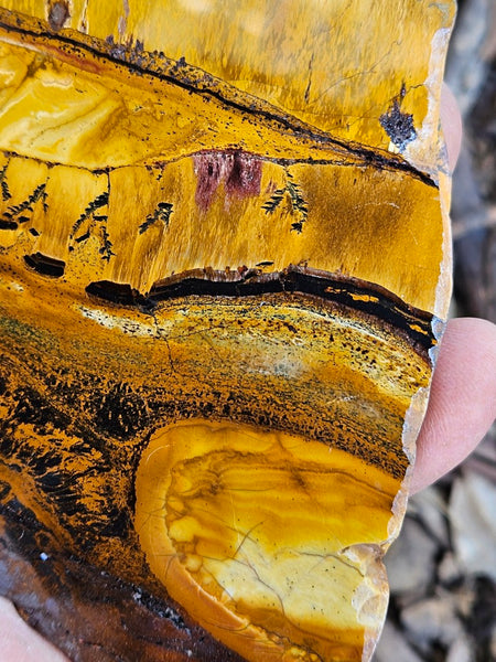 Polished Tiger Eye slab TE488