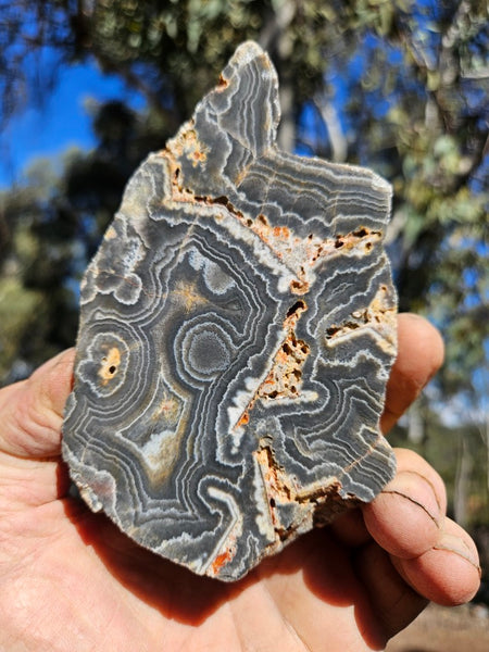 Polished Wyloo Agate  WA149