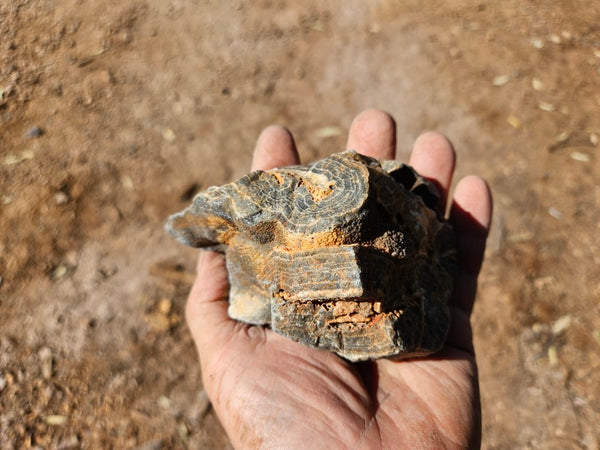 Polished Wyloo Agate  WA149