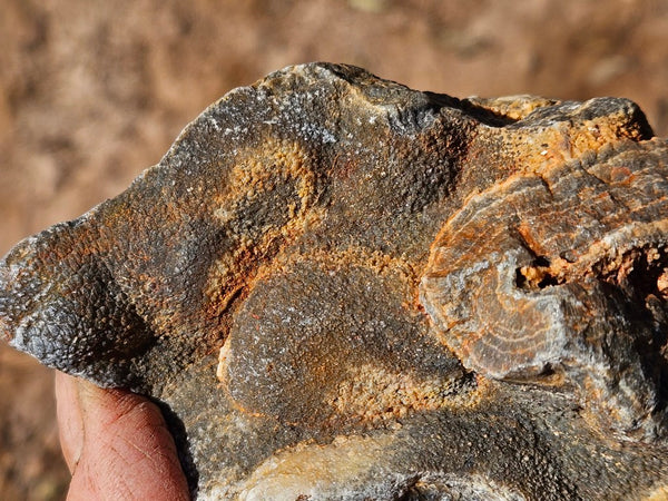 Polished Wyloo Agate  WA149