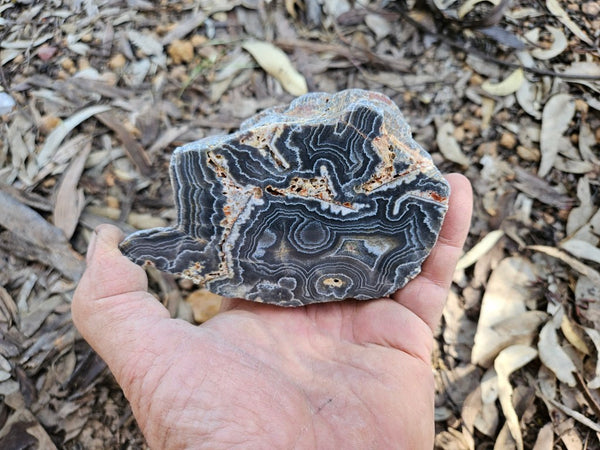 Polished Wyloo Agate  WA149