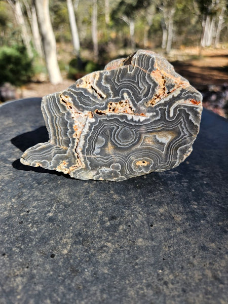 Polished Wyloo Agate  WA149