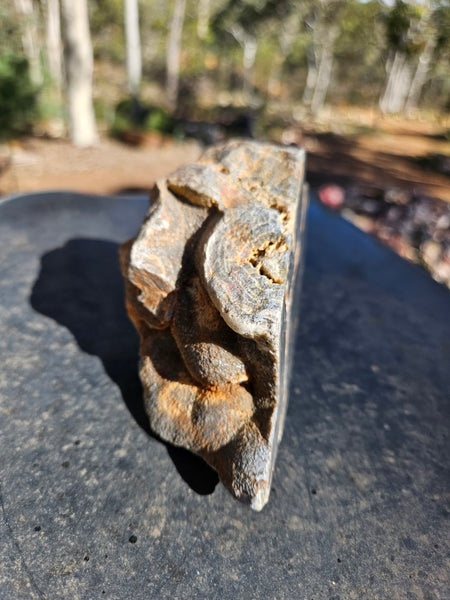 Polished Wyloo Agate  WA149