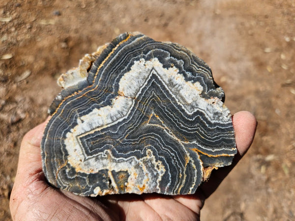 Polished Wyloo Agate  WA150