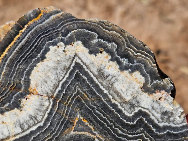 Polished Wyloo Agate  WA150