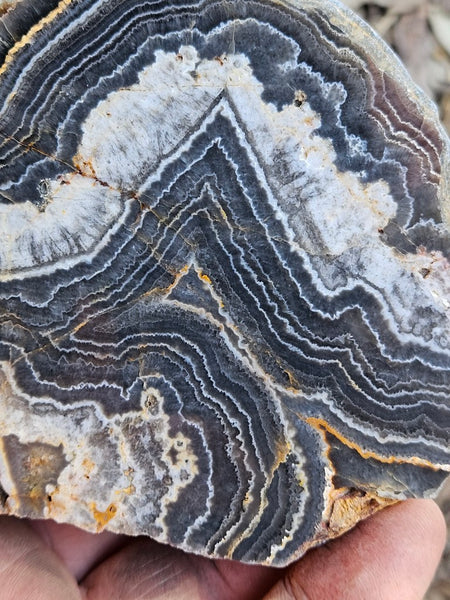 Polished Wyloo Agate  WA150