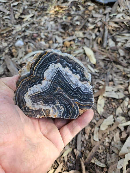 Polished Wyloo Agate  WA150