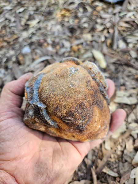 Polished Wyloo Agate  WA150