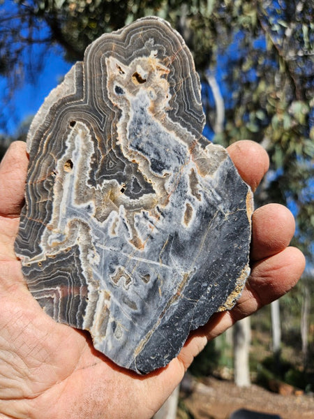 Polished Wyloo Agate slab WA147