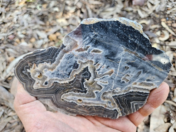 Polished Wyloo Agate slab WA147