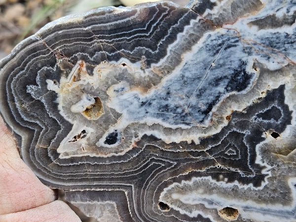 Polished Wyloo Agate slab WA147