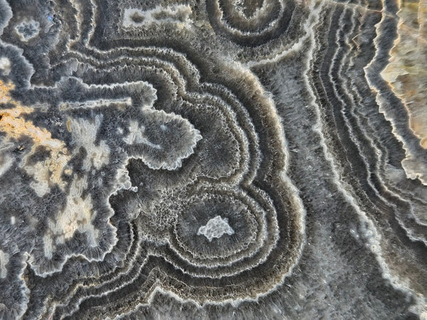 Polished Wyloo Agate slab WA148