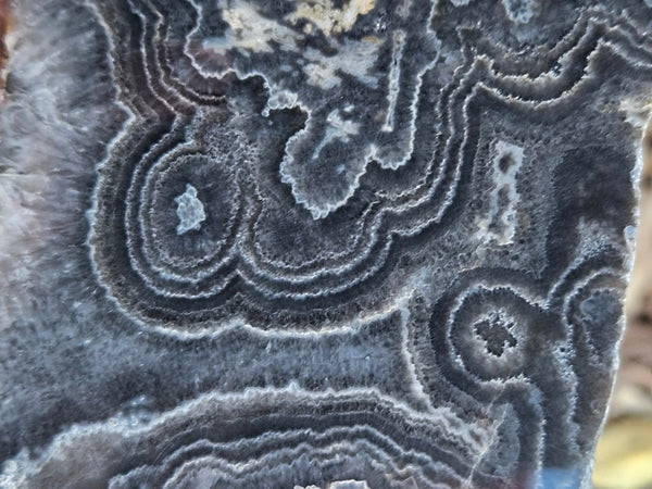 Polished Wyloo Agate slab WA148