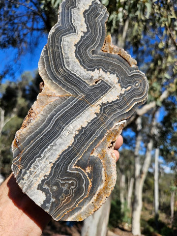 Polished Wyloo Agate  WA151