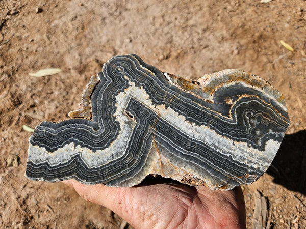 Polished Wyloo Agate  WA151