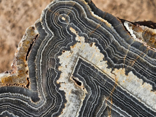 Polished Wyloo Agate  WA151