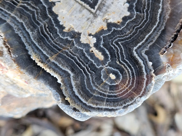 Polished Wyloo Agate  WA151