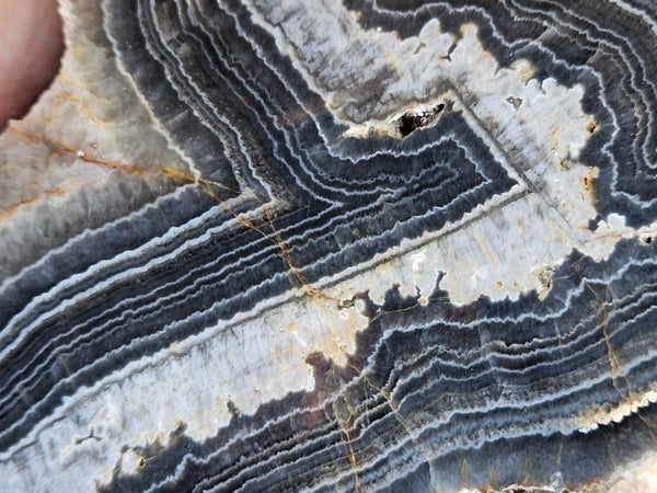 Polished Wyloo Agate  WA151