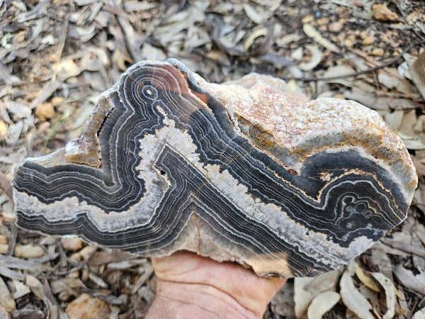 Polished Wyloo Agate  WA151