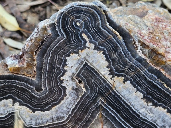 Polished Wyloo Agate  WA151