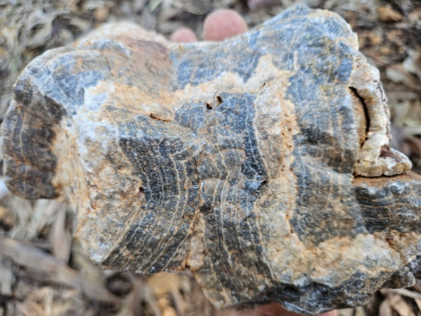 Polished Wyloo Agate  WA151