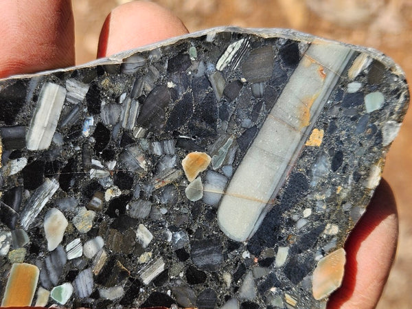 Black Jasper Conglomerate slab B236