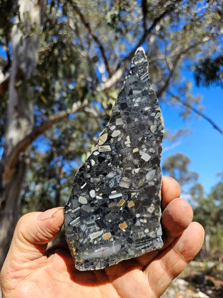 Black Jasper Conglomerate slab B237