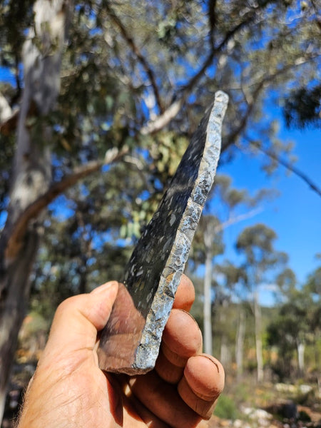 Black Jasper Conglomerate slab B237