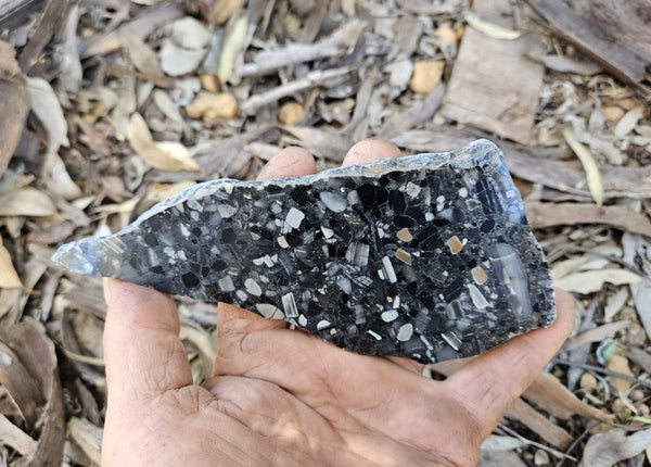 Black Jasper Conglomerate slab B237