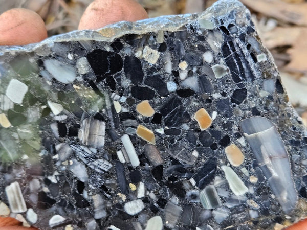 Black Jasper Conglomerate slab B237