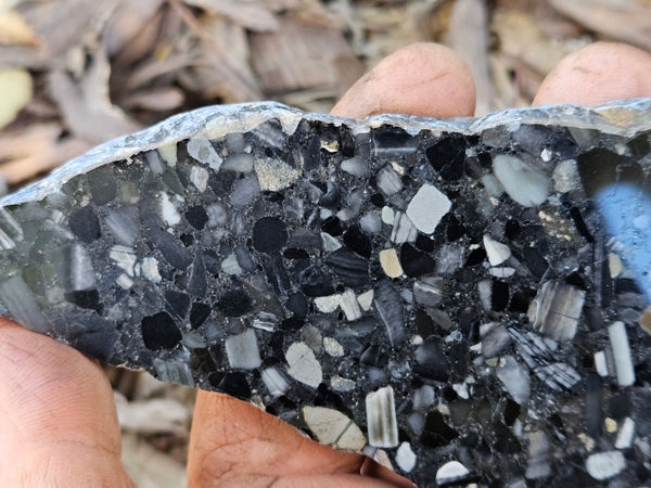 Black Jasper Conglomerate slab B237