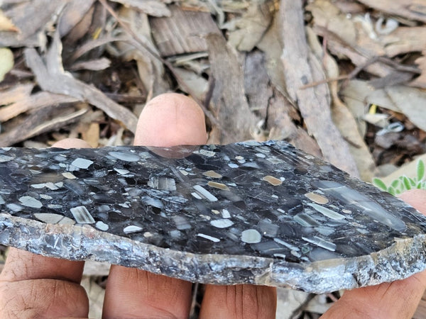 Black Jasper Conglomerate slab B237