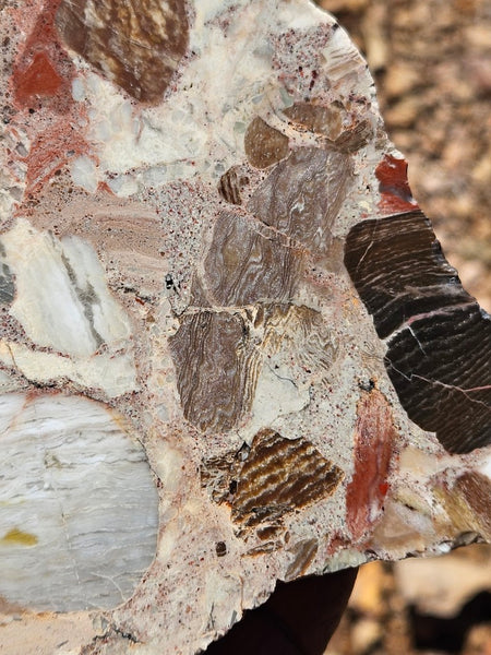 Polished Marillana Conglomerate slab MC123